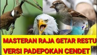 MASTERAN RAJA GETAR RESTU versi Padepokan cendet || Rahasia sukses masterin trotolan cendet