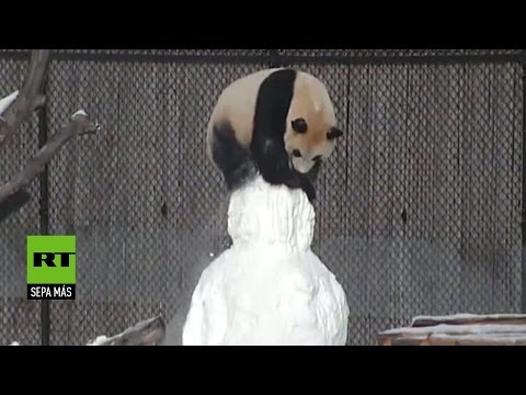 Despiadada batalla: Un panda le arranca la cabeza a un muñeco de nieve