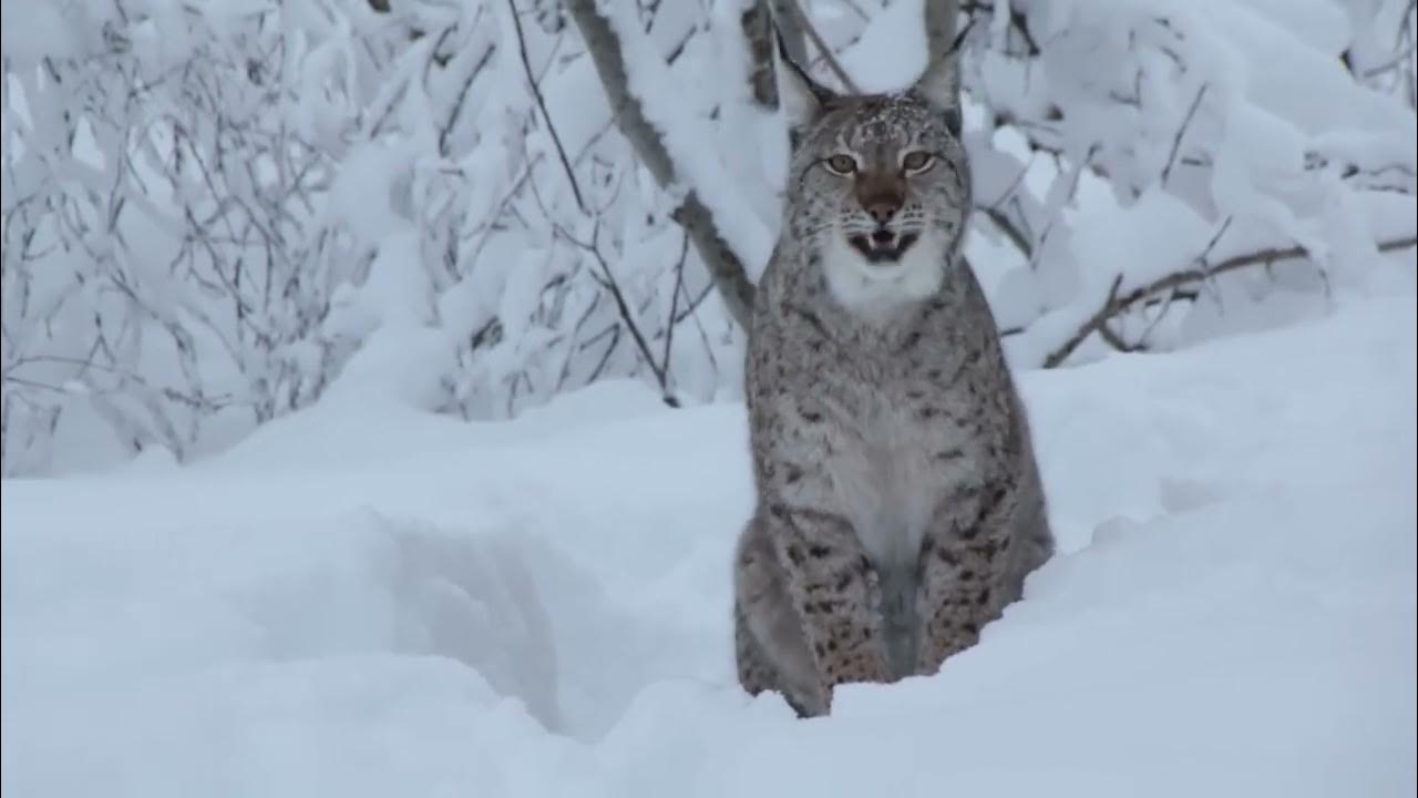 Как говорит рысь. Ленинградская рысь. Голос рыси. Рысь рычит. Крик рыси.