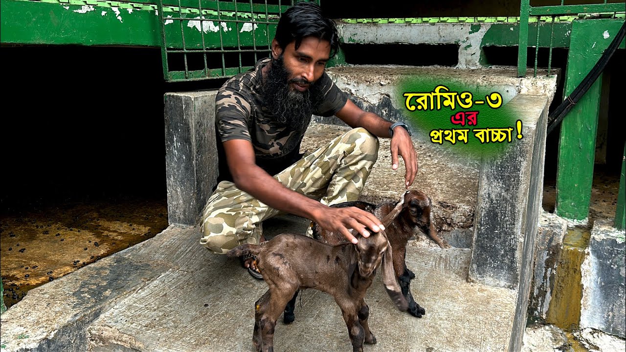 ছাগলের খামারের শিরোহী ব্রিডিং বাক রোমি ৩ থেকে প্রথম বাচ্চা পেলাম!