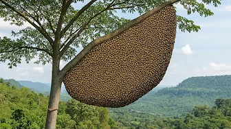 Hunting Wild Honey at Terrifying Heights – Face to Face with Giant Bees