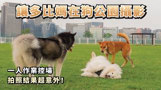 『讓多比媽在狗公園攝影！』一人作業控場，拍照結果超意外？(薩摩耶多比Dobby is free)