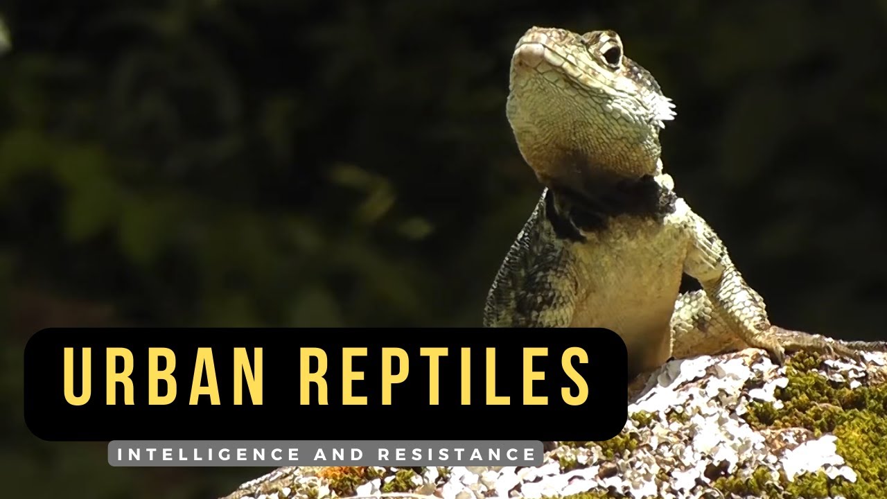 URBAN REPTILES - what reptiles live in cities?