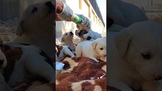 Dramatic Rescue 🍼 How to Bottle Feed Puppies Found in the Jungle 🐶💔 #shorts