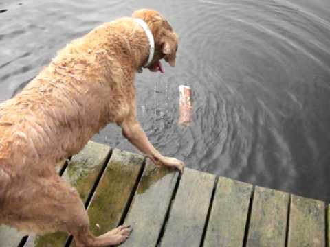 chesapeake bay retriever swimming