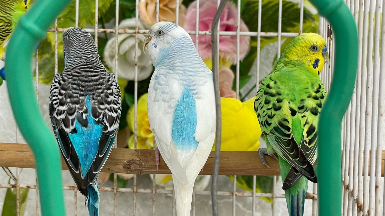 Love Birds Calling Sound  | Attract Budgies with Calm Background Music