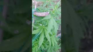 Gerriha grow big UK 219