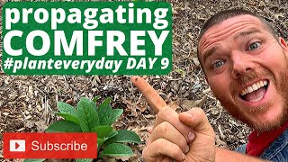 Propagating COMFREY on the Homestead & WHY You Might Want To - PREPPING