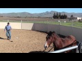 Fixing a horse that stops and rears while being lunged 2