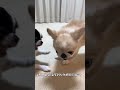 みんなポッキーの日何した？？【ガウガウ犬のピノ・パルム】