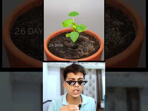 Growing Papaya TimeLapse 🌲 #shorts