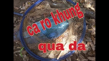 Cau ca dap krong buk ha