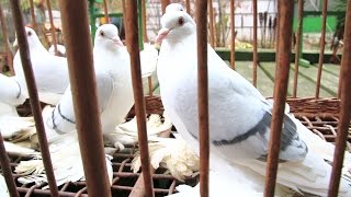 картинка: Русские чистые водянистые чернопоясные космачи.Беларусь.