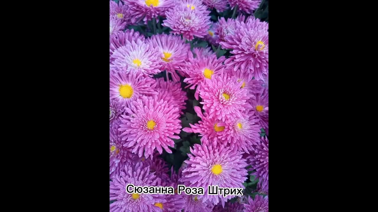 Видео каталог корейской хризантемы с шаровидной формой куста и ...