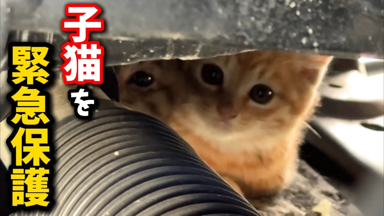 トラックの車体に入り込み火傷を負った子猫を緊急で保護しました