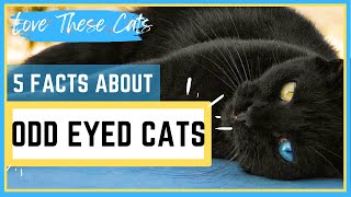 5 FACTS ABOUT ODD EYED CATS (cats with two different colored eyes)