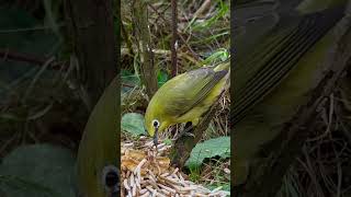 Senegal White Eye | Birds