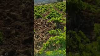 Bertiz Kabarcık Üzüm Bağı