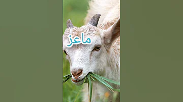 ماعز معزة بالانجليزيه 