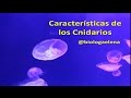 Características de los Cnidarios - Reino Animal