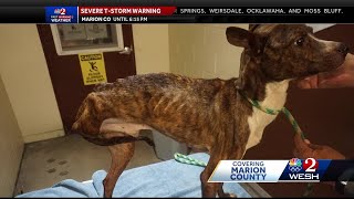 Marion County animal services overcrowded after rescue of 56 dogs from 'horrible conditions' Resimi