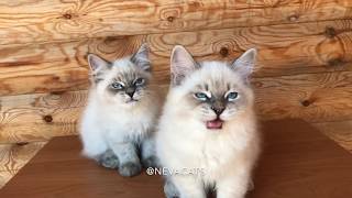 Kittens is tweeting. Котята чирикают by Neva Cats 148 views 4 years ago 49 seconds