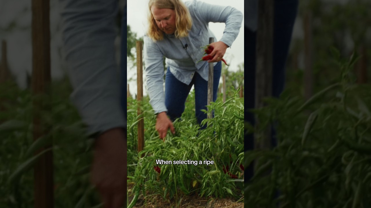 When to Pick a Pepper