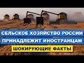 Сельским хозяйством России владеют иностранцы - хозяева Российской пшеницы  | Pravda GlazaRezhet