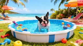 Le Compré Una Pileta A Mi Perro Y Así Reaccionó More Andrade