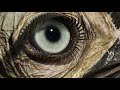 Lvolution des yeux evolution of eyes  nationalgeographic