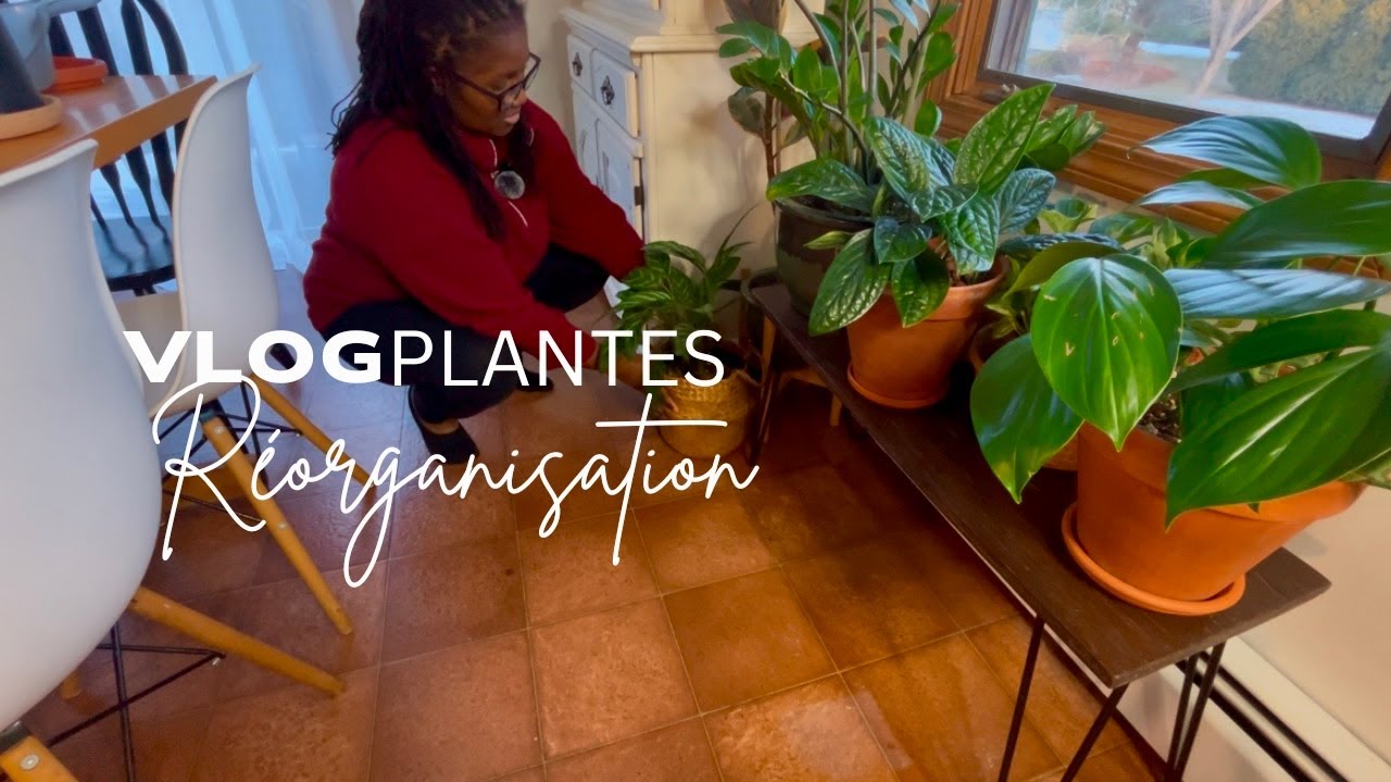 Réorganise les plantes avec moi | Salon & Salle à manger 🌱