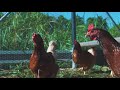 Best Practices for Pastured Poultry Health, Production &amp; Profit