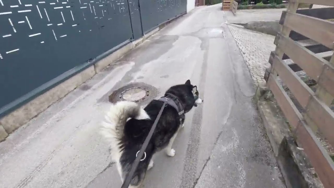 Hugo and a lot of cats