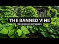 Grown for 4,000 Years. Banned in 1960. This Vine Grows Free on Any Fence.