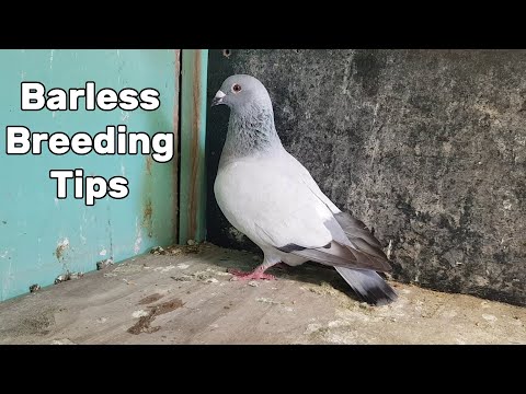 How to breed Barless Pigeons