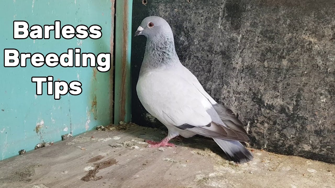 How to breed Barless Pigeons YouTube