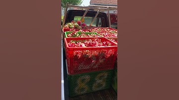 Buah naga BANYUWANGI