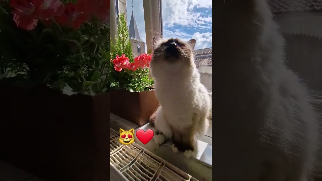 Chaton Talia au soleil 😻❤️👍 