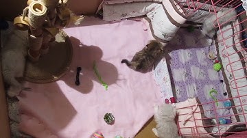 2018 09 07 MVI 5098 4min34sec