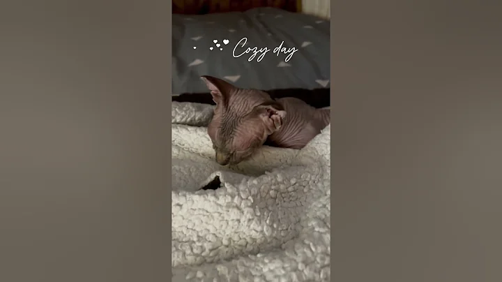 Video 8393771: sphynx cat cutecat kitten, sphynx catlover cutecat, cutecats furry
