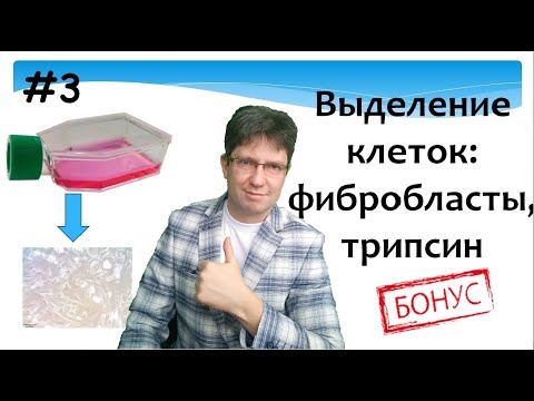Выделение клеток: фибробласты, трипсин.