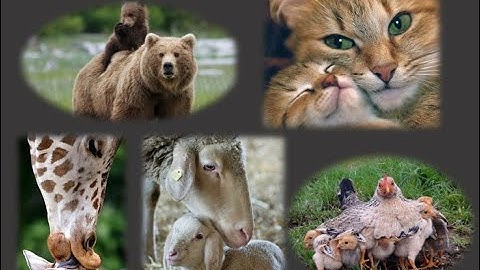 Όμορφες και  τρυφερές μαμάδες ζώων