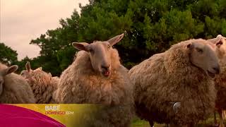 Telemundo Puerto Rico Promo - Cine Familiar Babe 2017