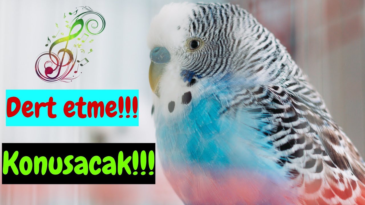 Muhabbet Kuşu Konuşma Sırrı: Bilinmeyen Gerçekler Ortaya Çıkıyor