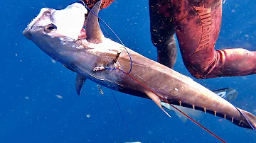 Spearfishing MARLIN, CATCH AND COOK DOGTOOTH Tuna. CRAZY SHARKS.