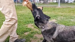 Belgian Malinois Focused Training At Dog Park, Not The Dog I Want Biting Me by Bodhi's World 340 views 10 days ago 11 minutes, 18 seconds