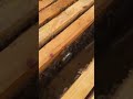عملية دمج خليتين مع بعض 