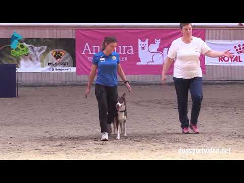 Qualification - Elin Johnsson + Tellervos Absolute Yolo/Border Collie - Sweden