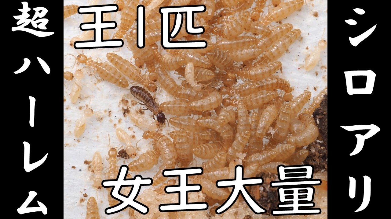 4分解説】実はすごい！シロアリの驚きの繁殖の仕組みAQS - YouTube