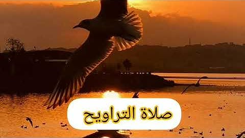 صلاة التراويح من مسجدنا // القارئ سليمان صالح